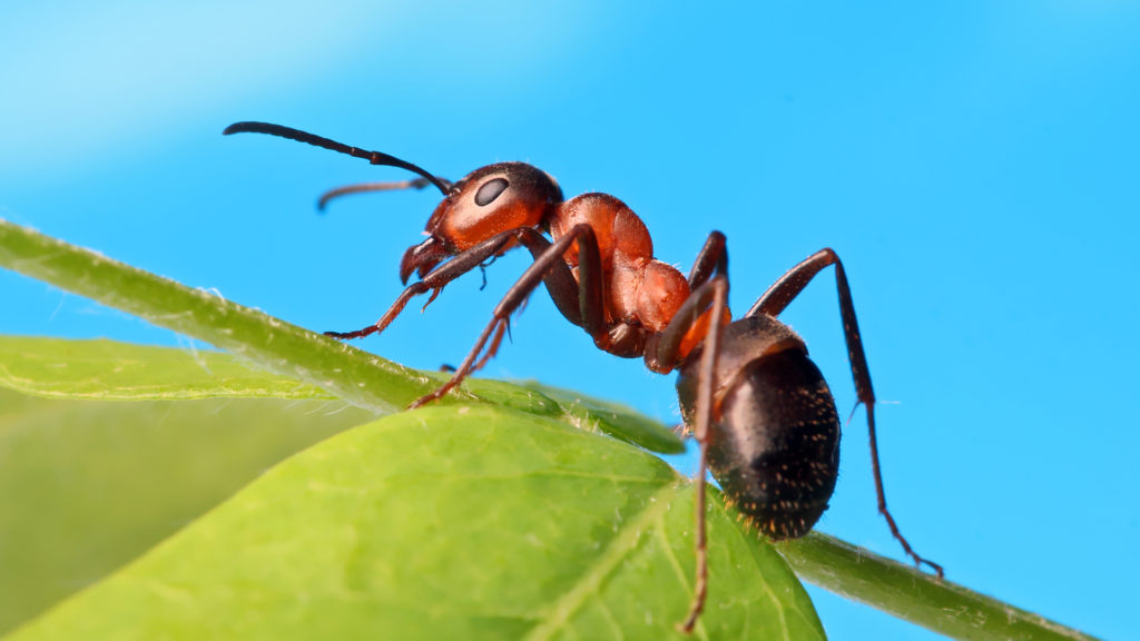 Ugryzienie mrówki – co zrobić? Najlepsze sposoby na walkę z objawami ukąszenia