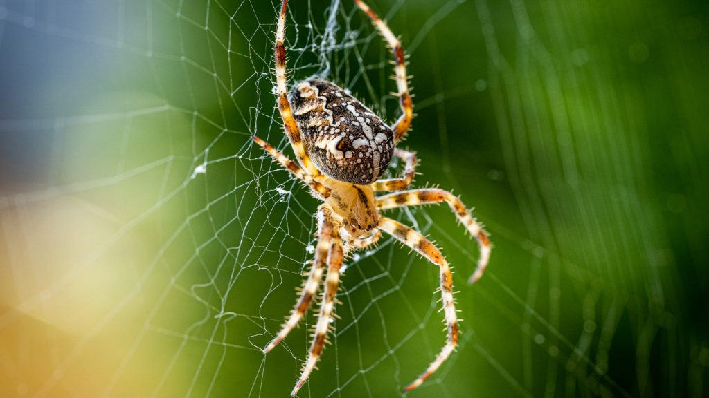 Jak wygląda ugryzienie pająka? Jak sobie z nim poradzić?